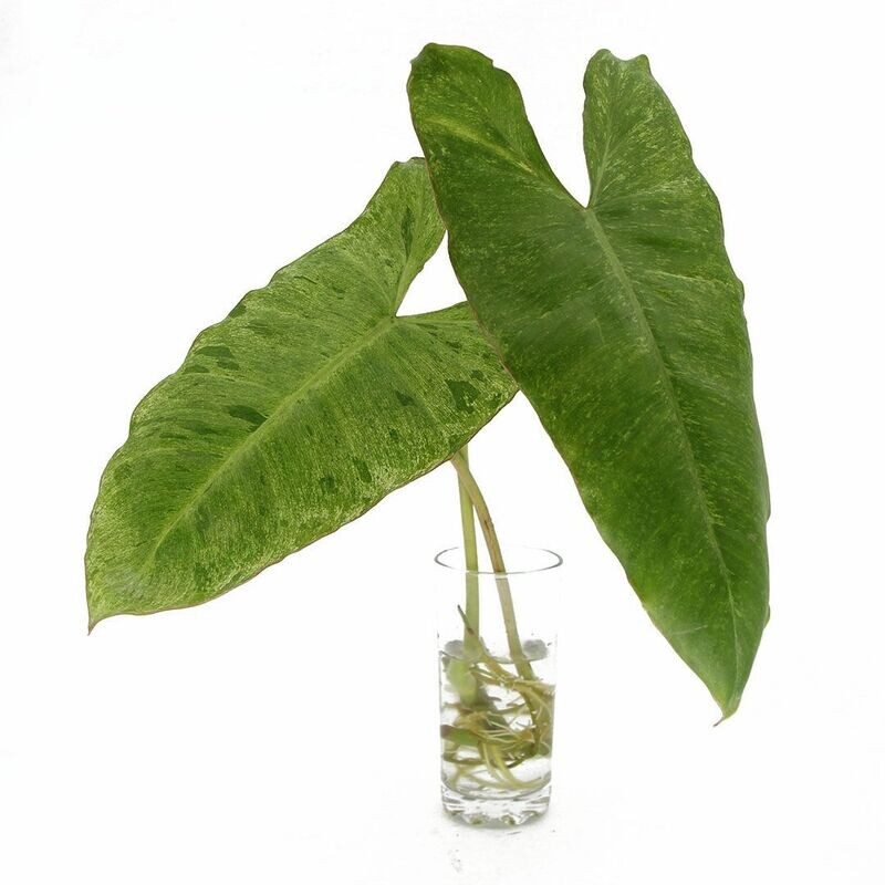 Philodendron Paraiso Verde