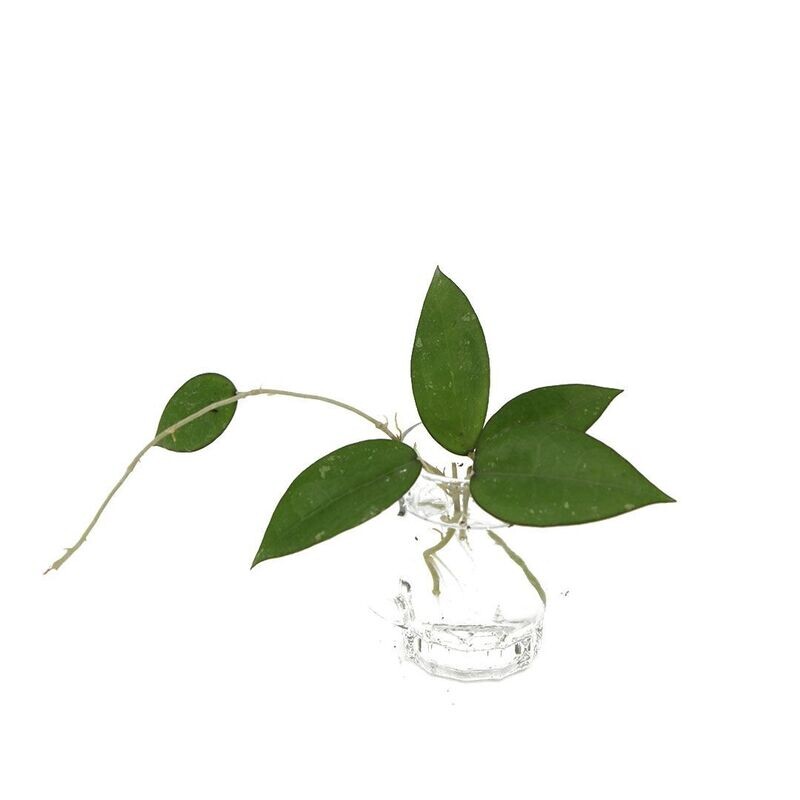 Hoya Parasitica Dark Edge
