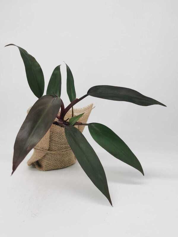 Philodendron Lisa