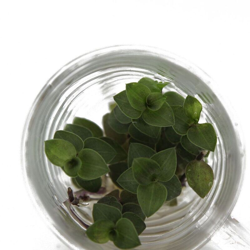 Callisia Repens