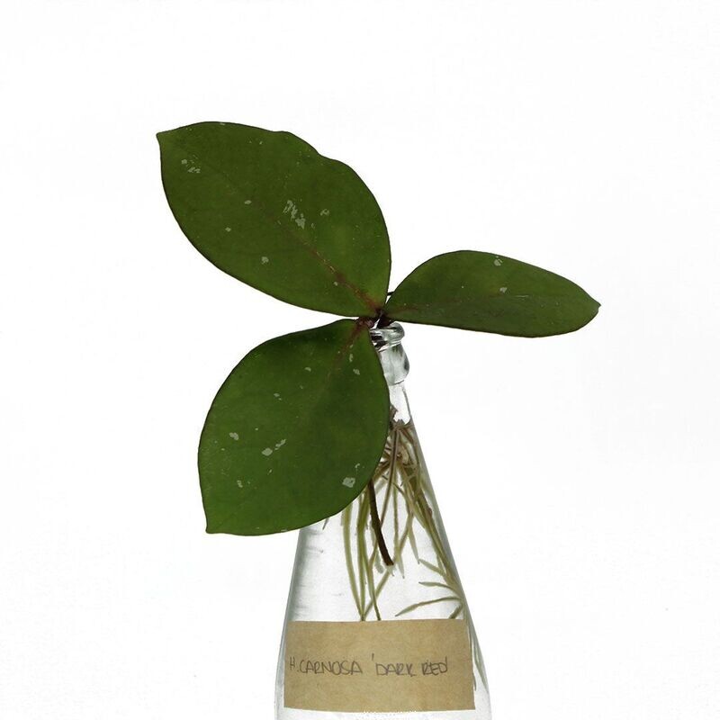 Hoya Carnosa Dark Red