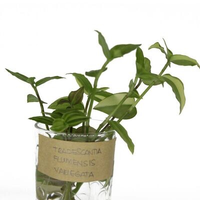 CuttingsKW  Buy Rare Plant Cuttings, Plants, and Accessories online, in  Kuwait