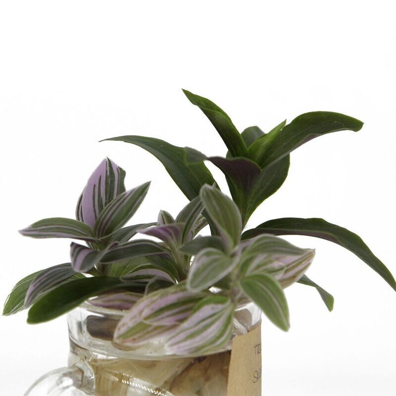 Tradescantia Sweetness