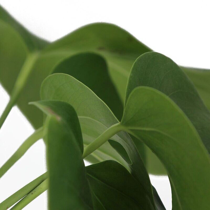 Monstera Deliciosa