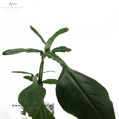​Philodendron Joepii