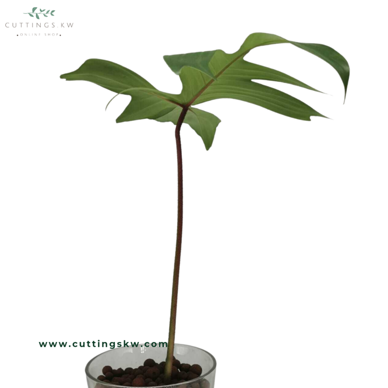 Philodendron Florida Ghost
