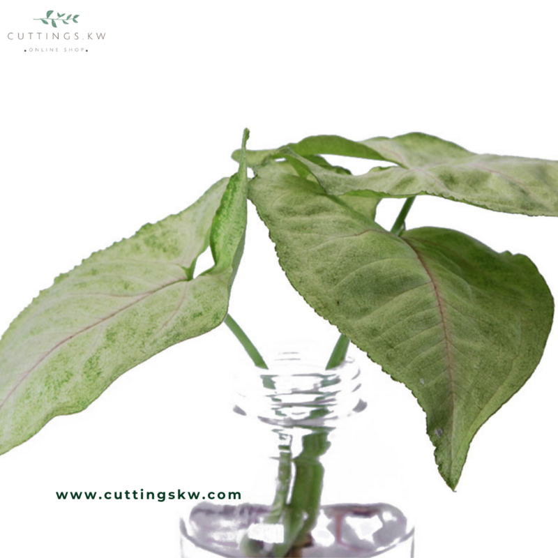 Syngonium Gold Allusion