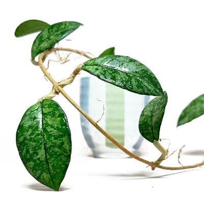 Hoya Crassipetiolata - By B+ Plants