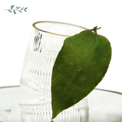 Hoya Caudata ‘Big green leaf’