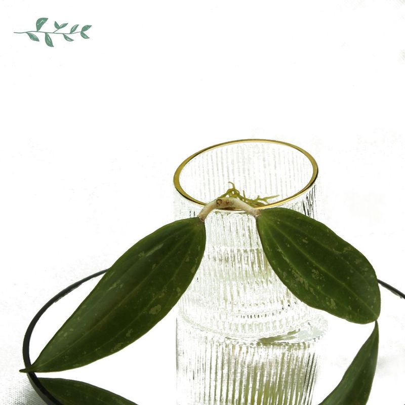 Hoya Rangsan