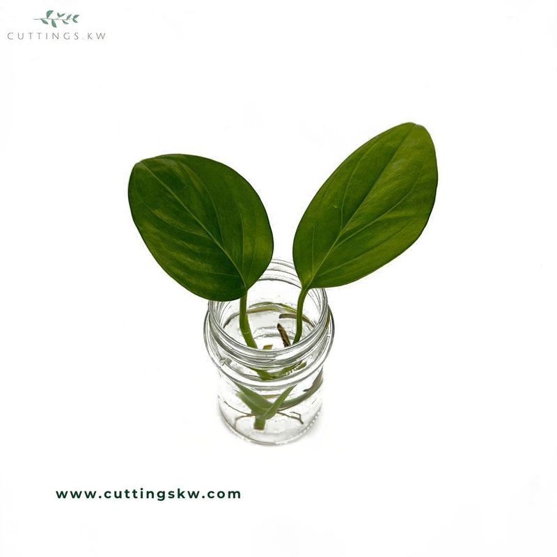Monstera Egregia