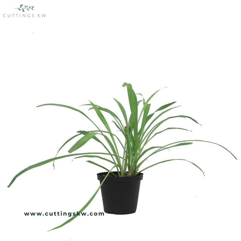 Spider Plant