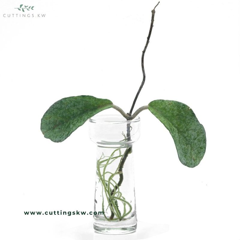 Hoya Carnosa Gray Ghost