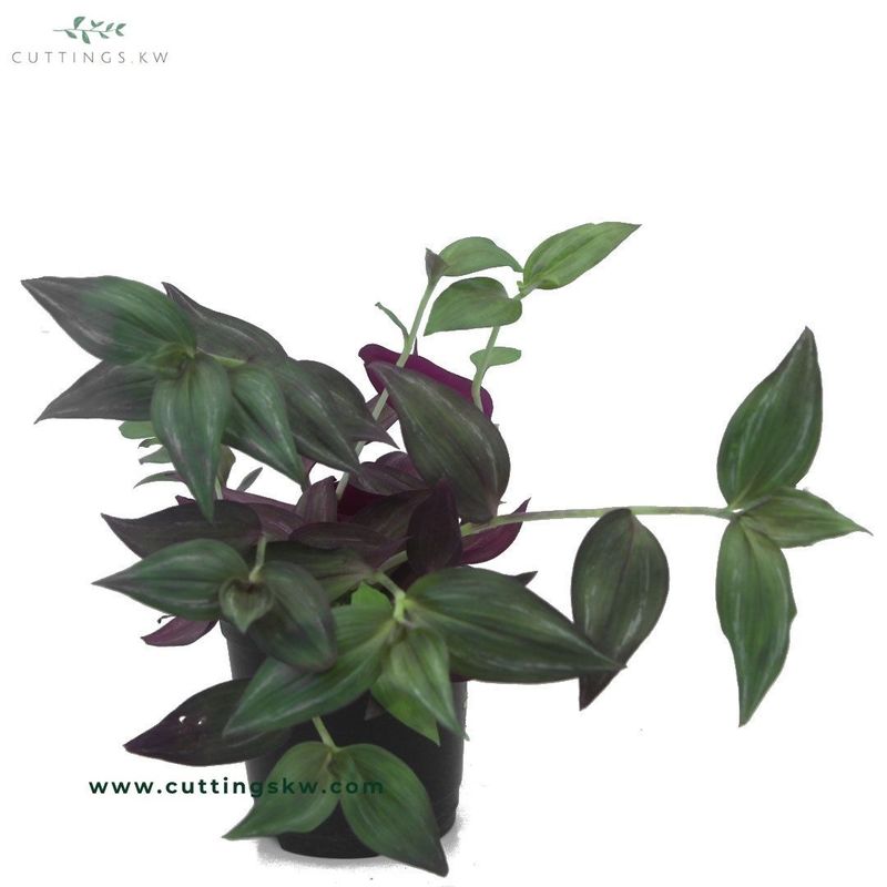 Tradescantia Red Gem
