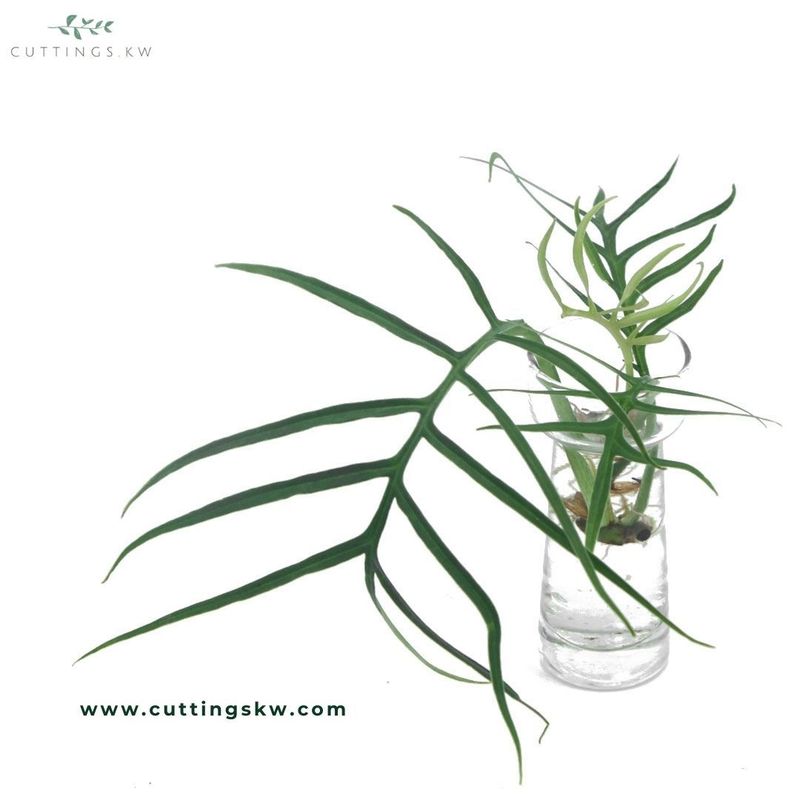 Philodendron Tortum