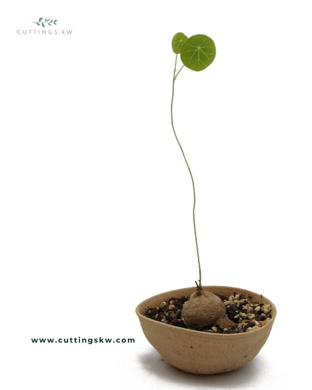 Stephania Pierrei 'Erecta'