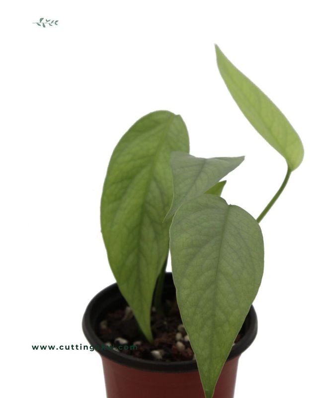 Epipremnum Pinnatum - Cebu Blue