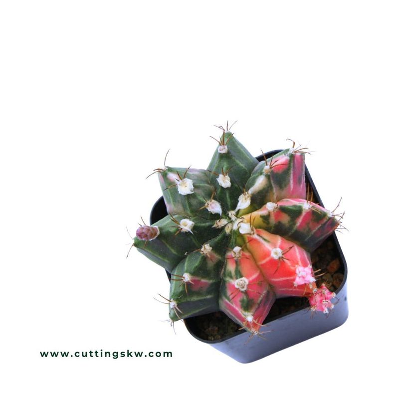 Gymnocalycium Mihanovichii Variegated