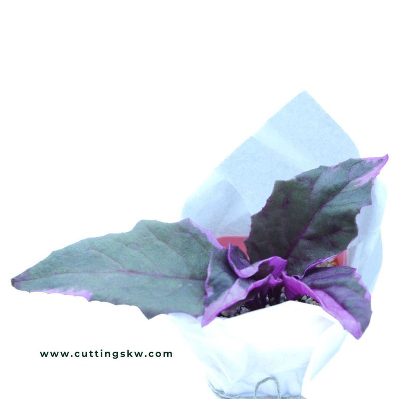 Gynura aurantiaca 'Variegated Purple Passion'