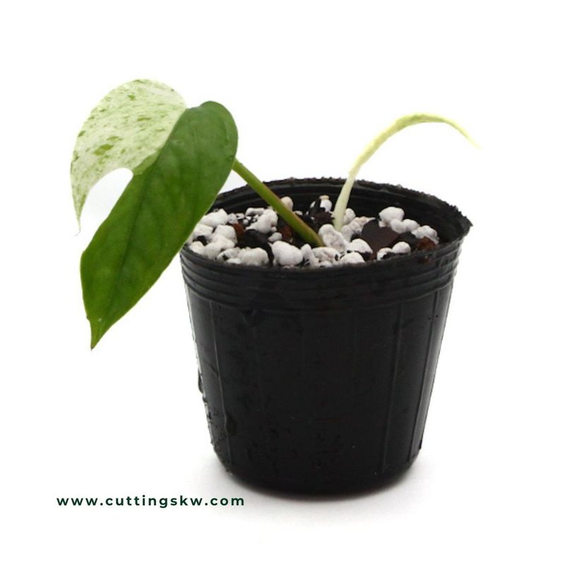 Epipremnum Pinnatum 'Marble'