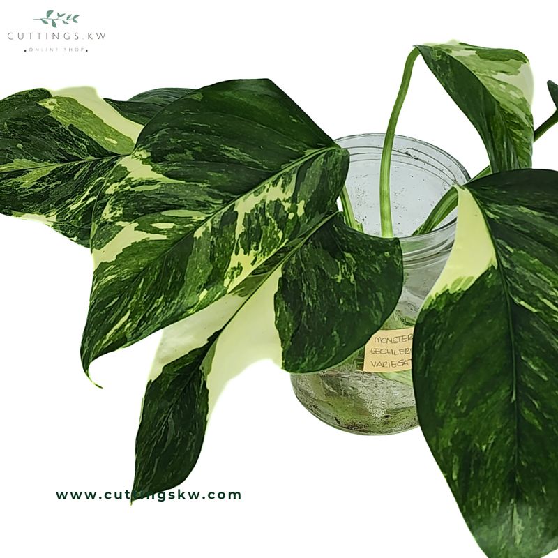 Monstera Lechleriana Variegated