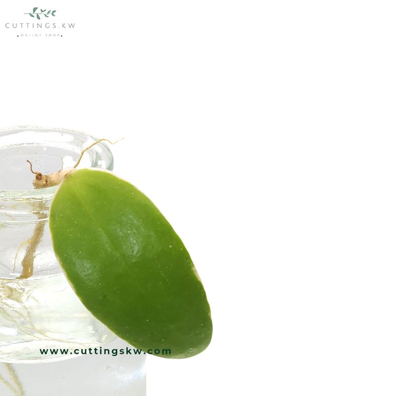 Hoya Acuta Albomarginata