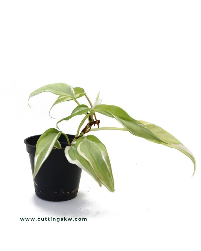 Philodendron Hederaceum 'Rio'