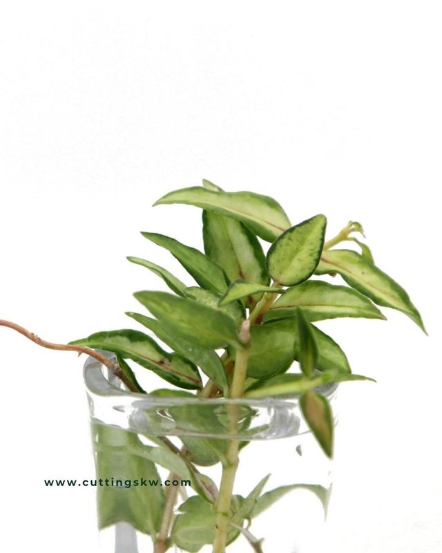 Hoya Bella Inner Variegation