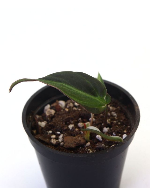 Philodendron Micans Variegated 'Velvet Halo'