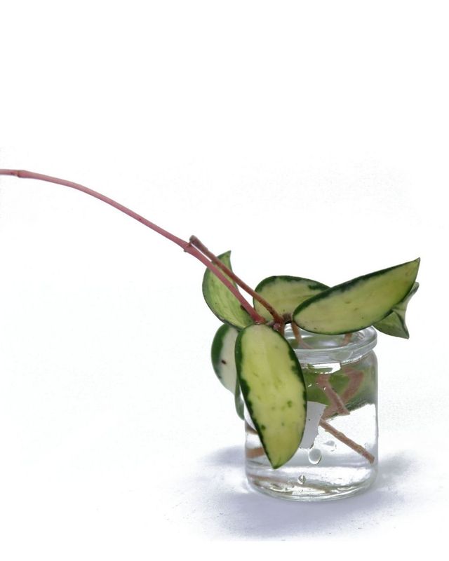 Hoya Acuta Inner Variegation