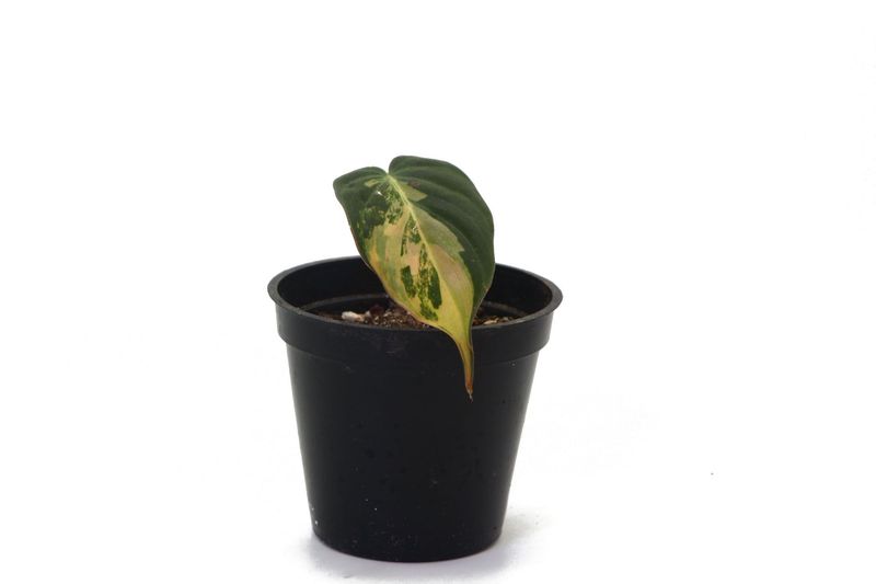 Philodendron Micans Variegated