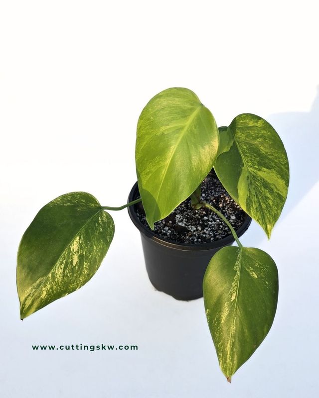 Monstera Aurea