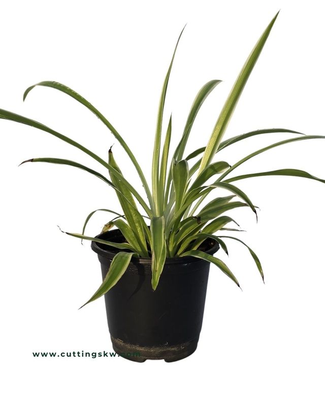Spider Plant - Outer Variegated