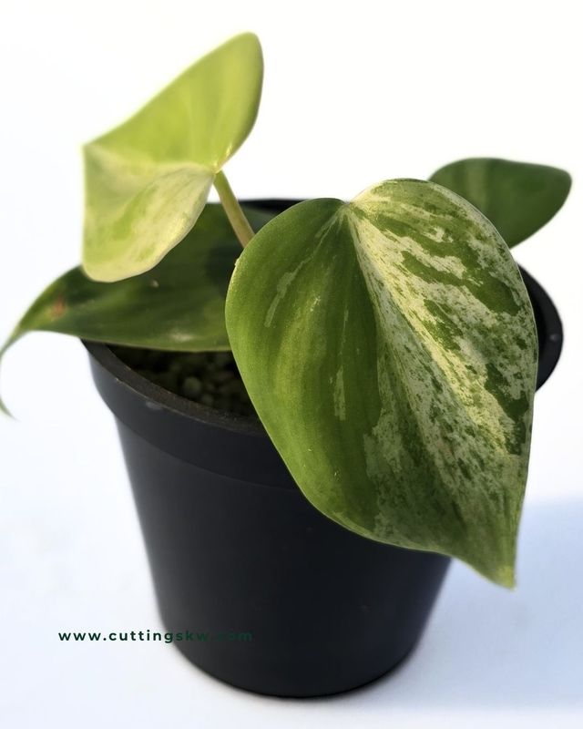 Philodendron Hederacium Variegated