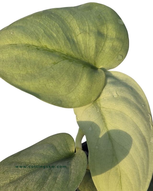 Scindapsus Platnum