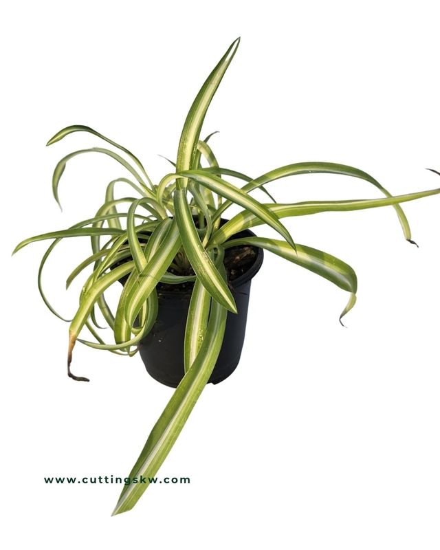 Spider Plant "Bonnie"