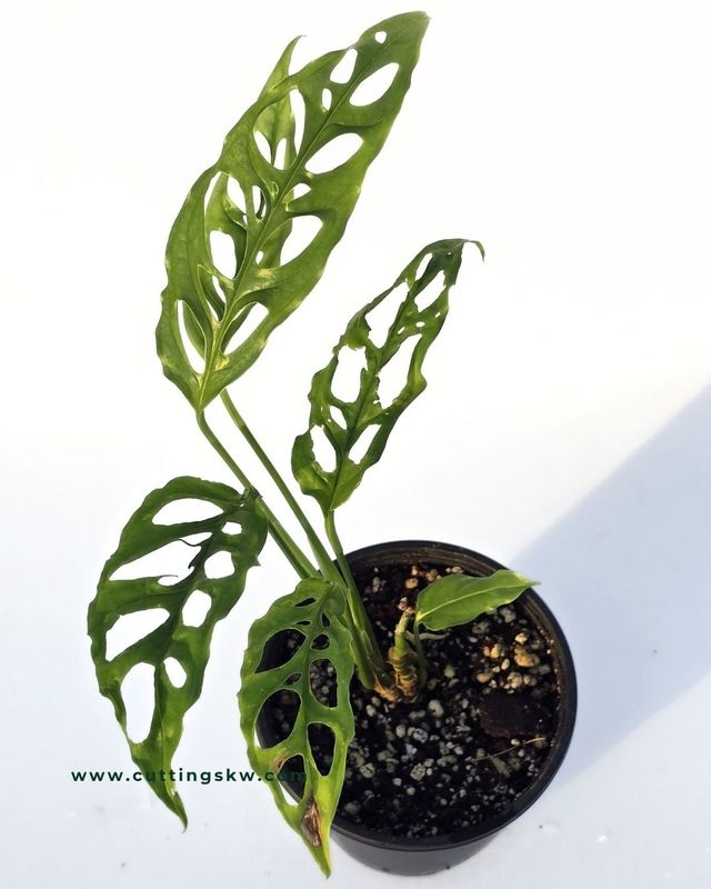 Monstera Obliqua Peru