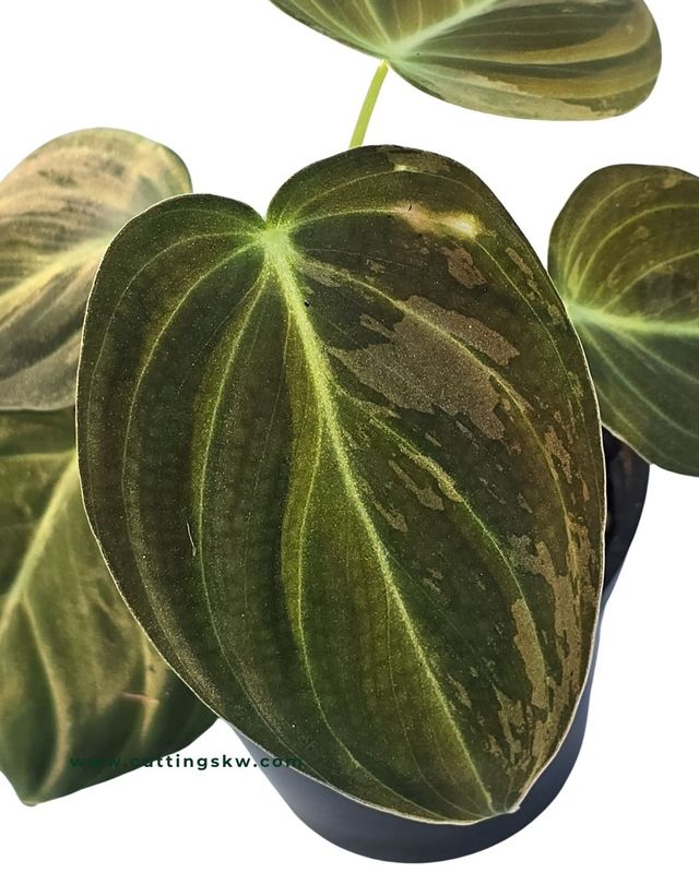 Philodendron Melanochrysum Variegated