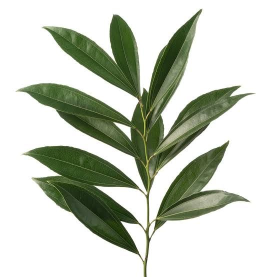 Cocculus laurifolius