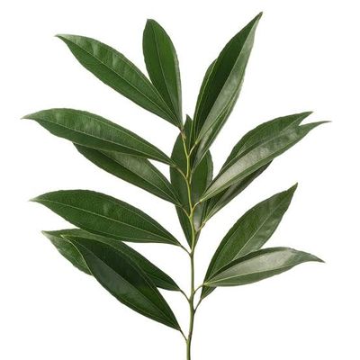 Cocculus laurifolius