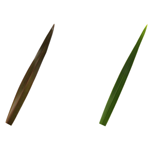 Combo Flax