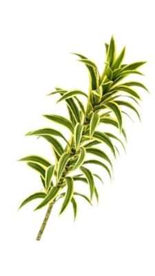 Dracaena Reflexa