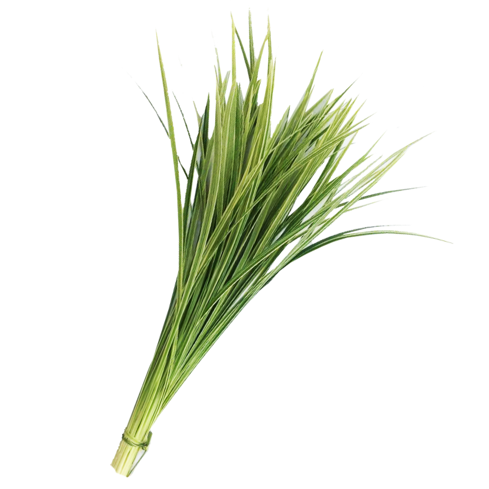 Lily Grass Variegated