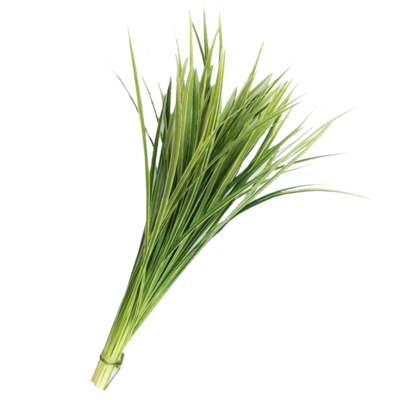Lily Grass Variegated