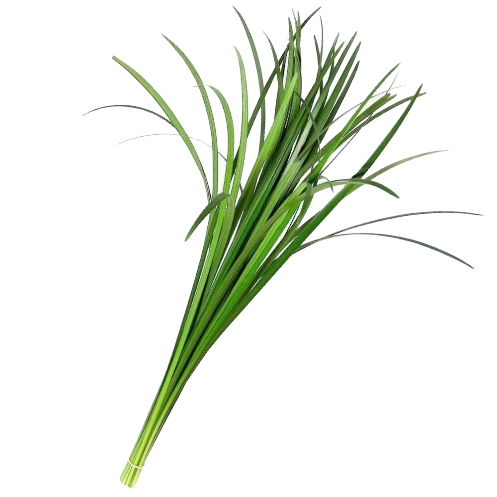 Lily Grass Green