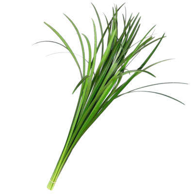 Lily Grass Green