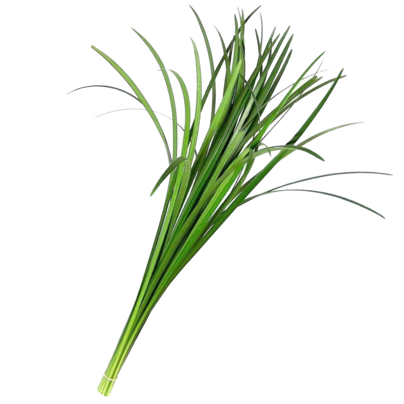 Lily Grass Green