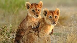 ATA - 4Days 3Nights - Serengeti national park &amp;  Ngorongo Crater,