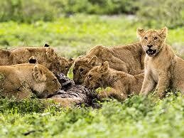 ATA - 3Days 2nights Ngorongoro Crater &amp; Lake Manyara