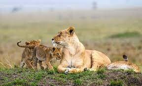 ATA - 3Days 2nights Ngorongoro Crater &amp; Lake Manyara
